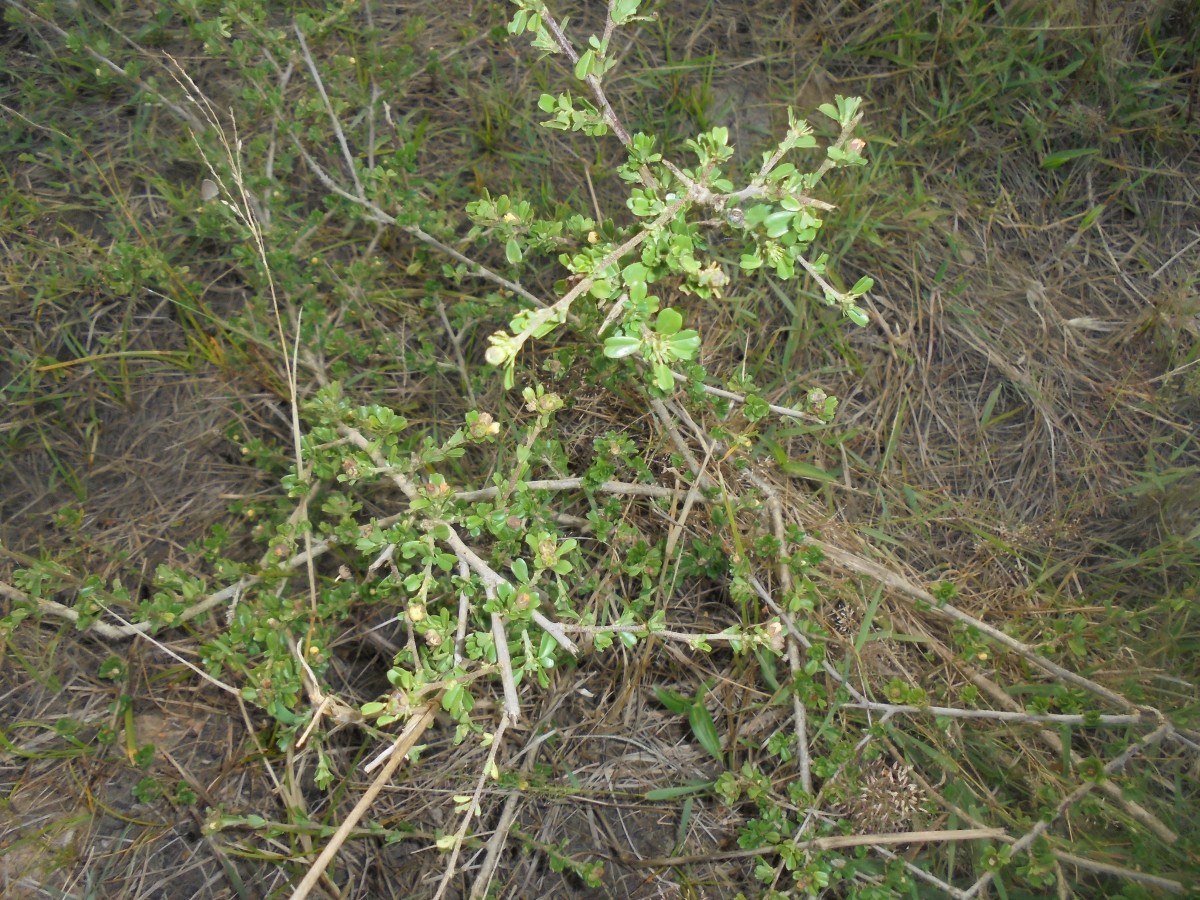 Sida cuneifolia Roxb.